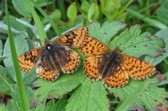 Fjellperlemorvinge (Boloria napaea)