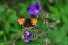 Purpurgullvinge (Lycaena hippothoe)