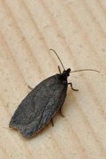 Punktflatvikler (Acleris lipsiana)