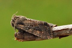 Brunt lundfly (Lacanobia suasa)