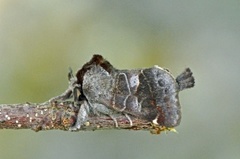 Dvergstjertspinner (Clostera pigra)