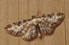 Burotdvergmåler (Eupithecia succenturiata)