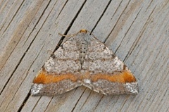 Furubuemåler (Macaria liturata)