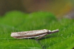 Pleurota bicostella