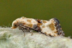 Lyngheipraktvikler (Eupoecilia angustana)