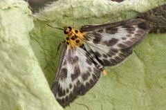 Nesleengmott (Anania hortulata)