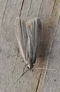 Acompsia cinerella