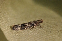 Caryocolum vicinella