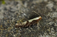 Rognebærmøll (Argyresthia conjugella)