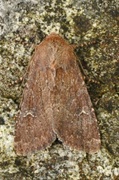 Teglrødt engfly (Apamea lateritia)