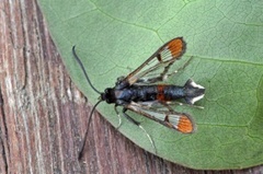 Rødkantglassvinge (Synanthedon formicaeformis)