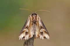 Tannet perikumfly (Actinotia polyodon)