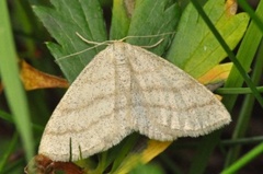 Blåbærurtemåler (Scopula ternata)