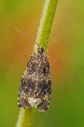 Olivenprydvikler (Celypha lacunana)