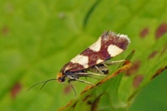 Lampronia rupella