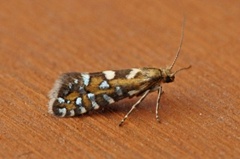 Glyphipterix bergstraesserella