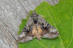 Skogmetallfly (Syngrapha interrogationis)