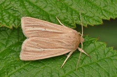 Brungult gressfly (Mythimna impura)