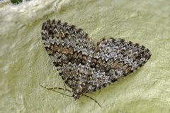 Grå bergmåler (Entephria caesiata)