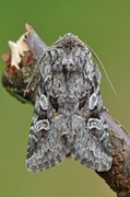 Smellefjellfly (Lasionycta proxima)