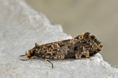 Nettkjukemøll (Montescardia tessulatellus)