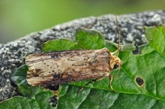 Dobbeltpunktfly (Axylia putris)