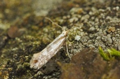 Argyresthia abdominalis