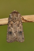 Brunpudret jordfly (Agrotis clavis)