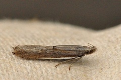 Sophronia semicostella