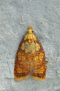 Roseflatvikler (Acleris bergmanniana)