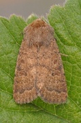 Lyst ringurtefly (Hoplodrina octogenaria)