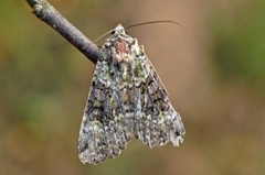 Grønt skogfly (Anaplectoides prasina)