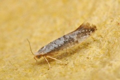 Argyresthia retinella