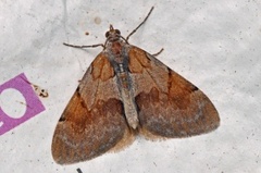 Fjærbarmåler (Pennithera firmata)