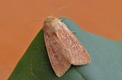 Teglrødt gressfly (Mythimna ferrago)