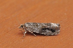 Heggekveldvikler (Epinotia signatana)