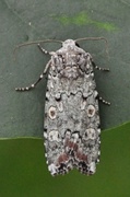 Grønt langvingefly (Actebia praecox)