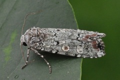 Grønt langvingefly (Actebia praecox)