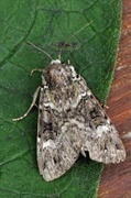 Grønt skogfly (Anaplectoides prasina)