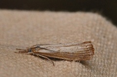 Blek nebbmott (Agriphila straminella)