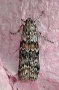 Grankonglesmalmott (Dioryctria abietella)