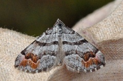 Tranebærmåler (Carsia sororiata)