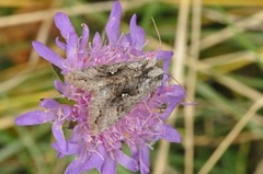 Skogmetallfly (Syngrapha interrogationis)