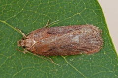 Depressaria sordidatella