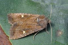 Brunt sumpfly (Helotropha leucostigma)