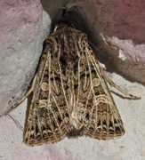 Hvitribbet åkerfly (Tholera decimalis)