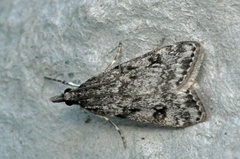 Skogmosemott (Eudonia lacustrata)