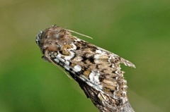 Flekkfly (Crypsedra gemmea)