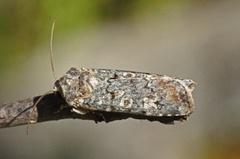 Grønt langvingefly (Actebia praecox)