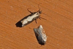 Jordbær-/buskflatvikler (Acleris comariana/laterana)